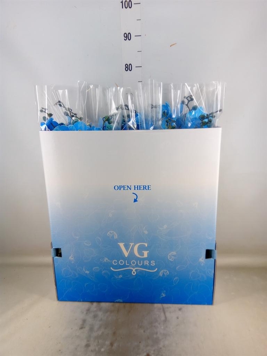 <h4>Phalaenopsis   ...</h4>