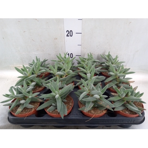 Crassula   ...