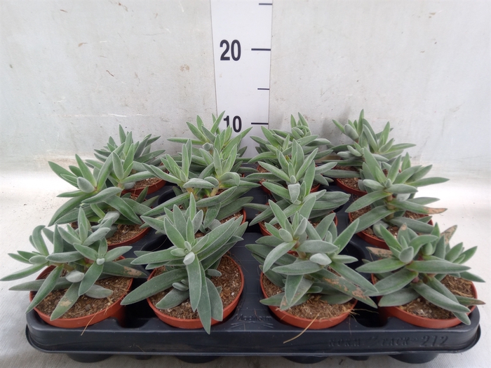 <h4>Crassula   ...</h4>