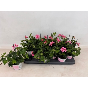 PEL PELT BALKON ROSE
