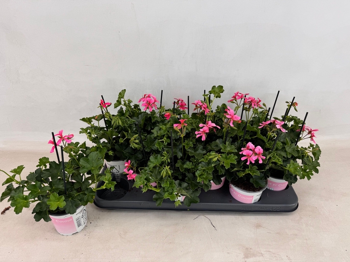 PEL PELT BALKON ROSE