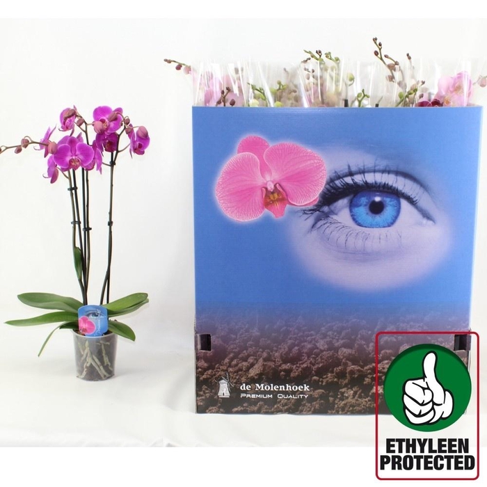 <h4>PHAL GEM 7 KL</h4>