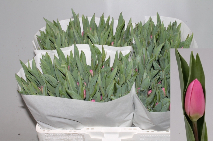 <h4>TU EN MOLTO AMATA</h4>