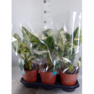 Alocasia   ...