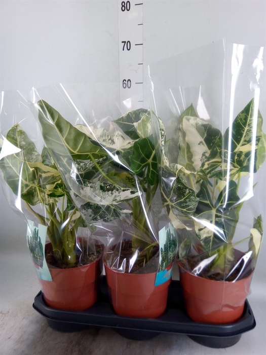 <h4>Alocasia   ...</h4>