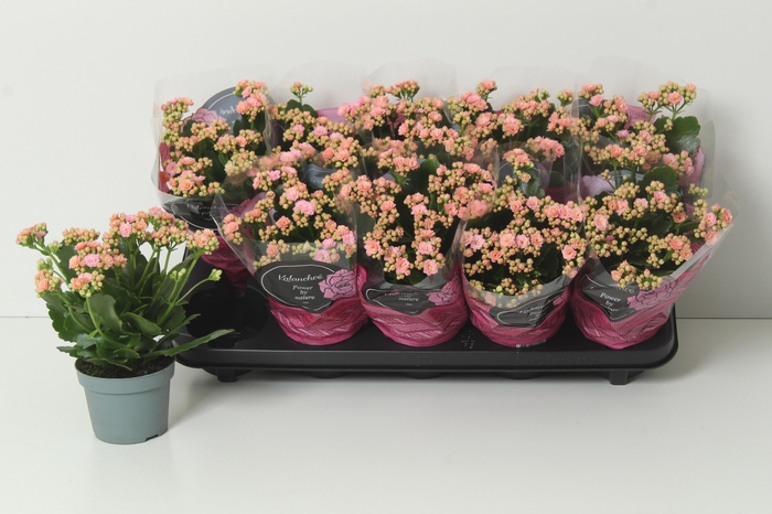 <h4>KAL GE PERFECTA PINK</h4>