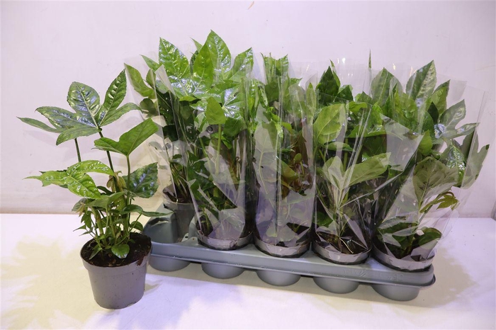 <h4>arr8 Fatsia Ov</h4>