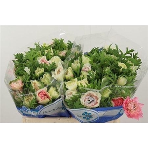 Anem Co Carillon Pink