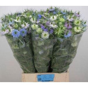 NIGELLA D OVERIG MIX BOS