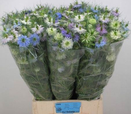 <h4>NIGELLA D OVERIG MIX BOS</h4>