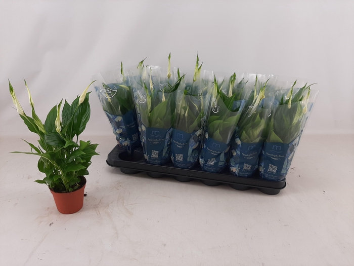 <h4>SPATH CHOPIN</h4>