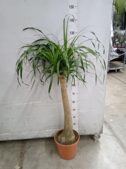 <h4>Beaucarnea recurvata</h4>