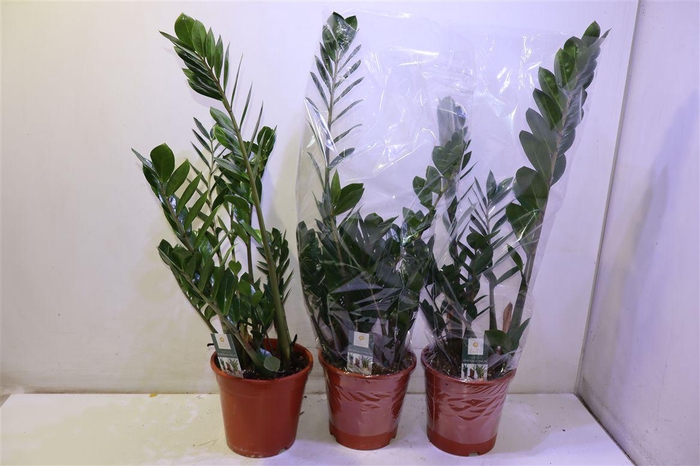 <h4>Zamio Zamiifolia</h4>