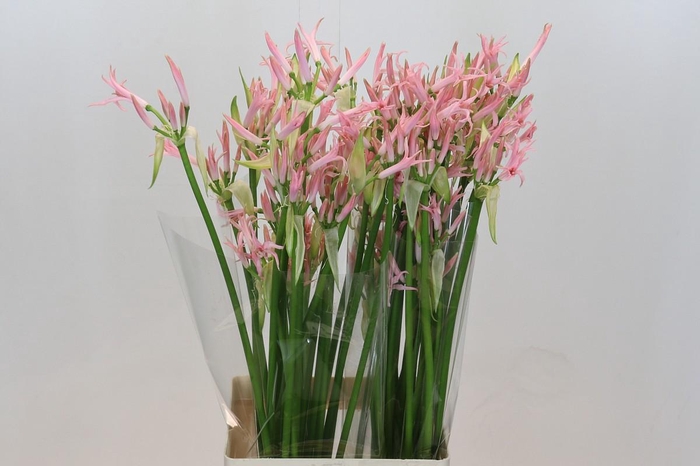 <h4>Nerine Vesta K Artistiek</h4>