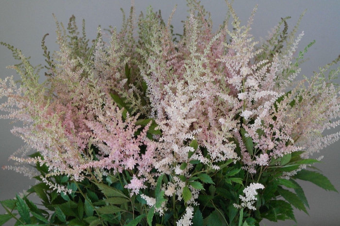 <h4>ASTIL AR ERIKA</h4>