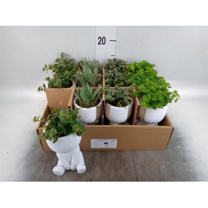 Arr.   Kamerplant Groen L%