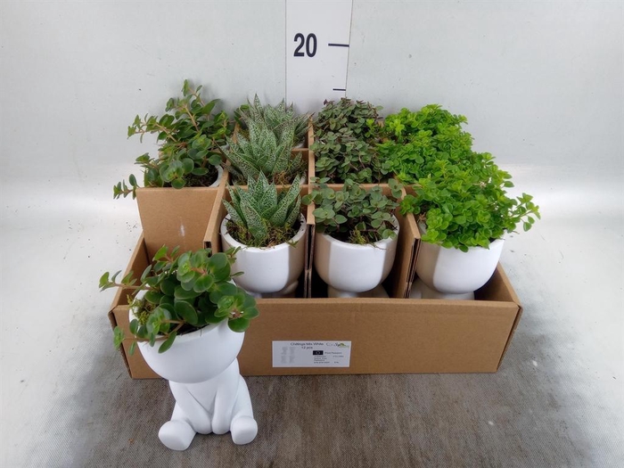<h4>Arr.   Kamerplant Groen L%</h4>