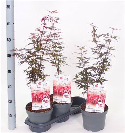 Acer palmatum 'Skeeters Broom'