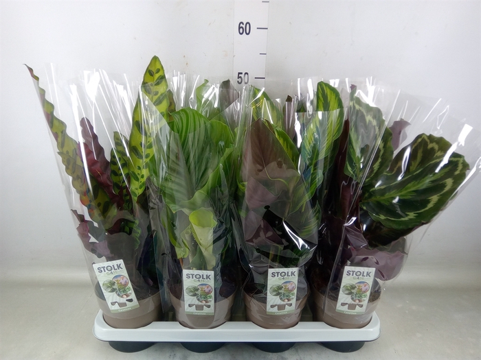 <h4>Calathea   ...mix 5</h4>