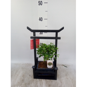 Bonsai   ...mix