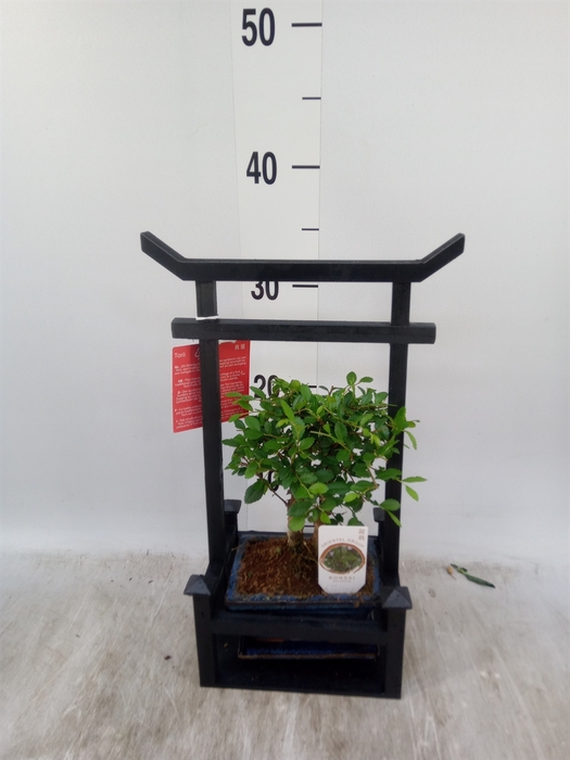 <h4>Bonsai   ...mix</h4>