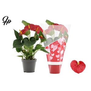 Anthurium 9 cm Success Red in Couture heart sleeve
