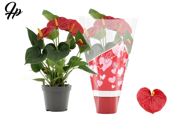 <h4>Anthurium Success Red in Couture heart sleeve</h4>