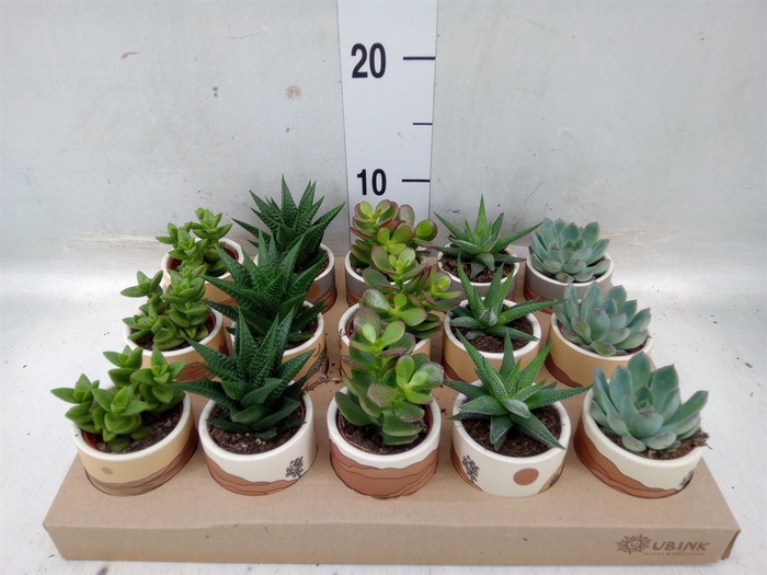 <h4>Succulents   ...</h4>