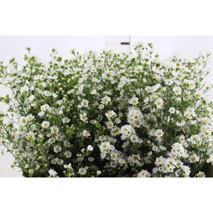 ASTER BRANCO 070 CM