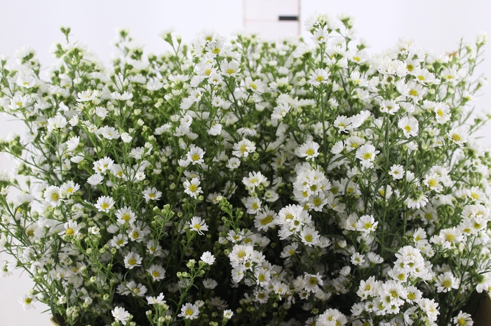 <h4>ASTER BRANCO 070 CM</h4>