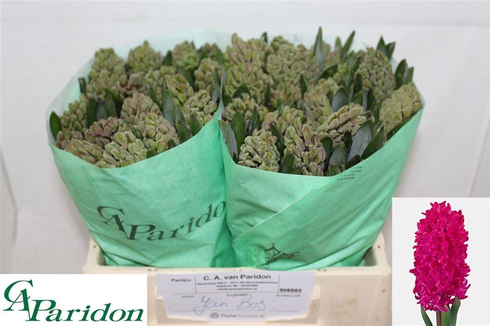 <h4>Hyac Jan Bos</h4>