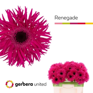 Gerbera Spider Renegade Water