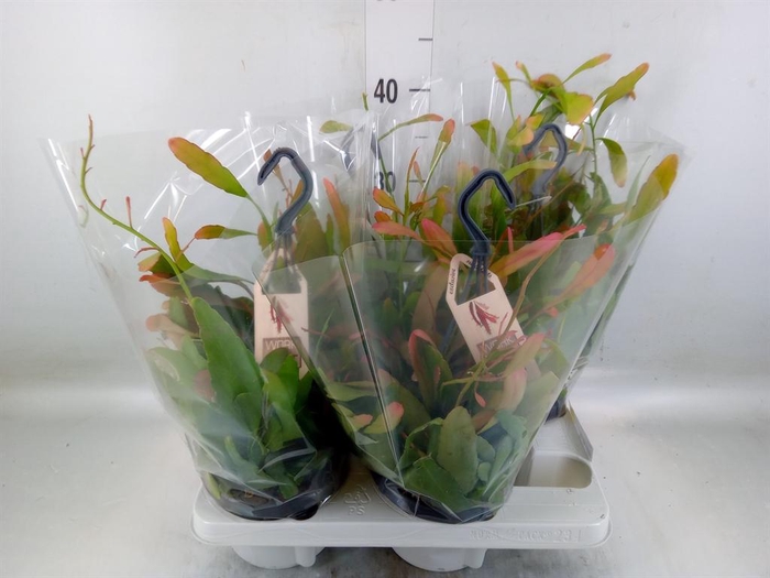 <h4>Rhipsalis   ...</h4>