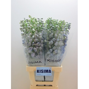 Delph Guardian Lavender Kisima