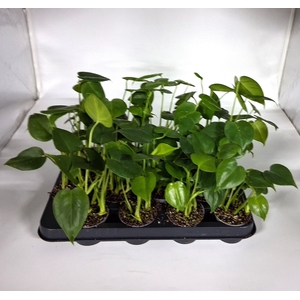 MONSTERA DELICIOSA