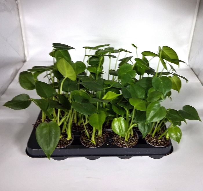 <h4>MONSTERA DELICIOSA</h4>