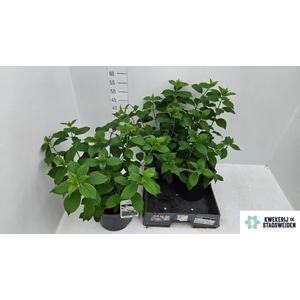 HYDR PANICULATA
