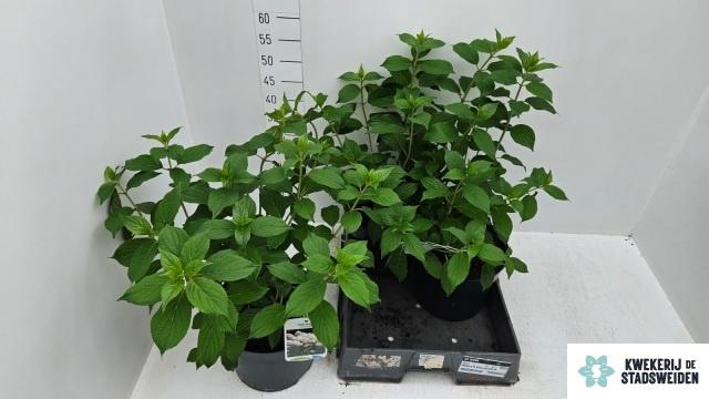 <h4>HYDR PANICULATA</h4>