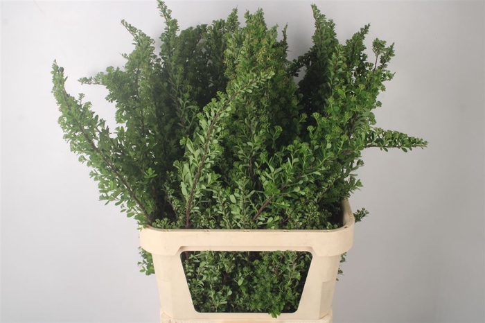 <h4>Spirea Nip Snowmound</h4>