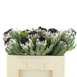PROTEA MAG NIOBE