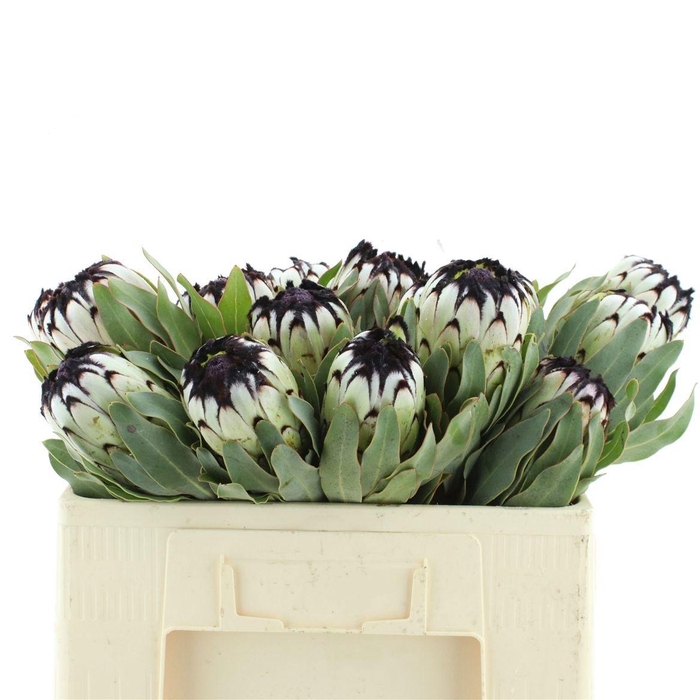 <h4>PROTEA MAG NIOBE</h4>