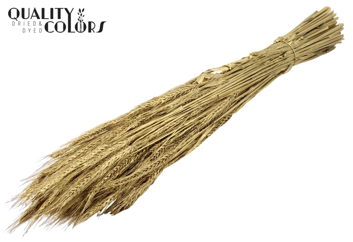 <h4>Triticale per bunch Gold</h4>