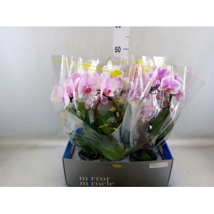 Phalaenopsis   ...mix  3