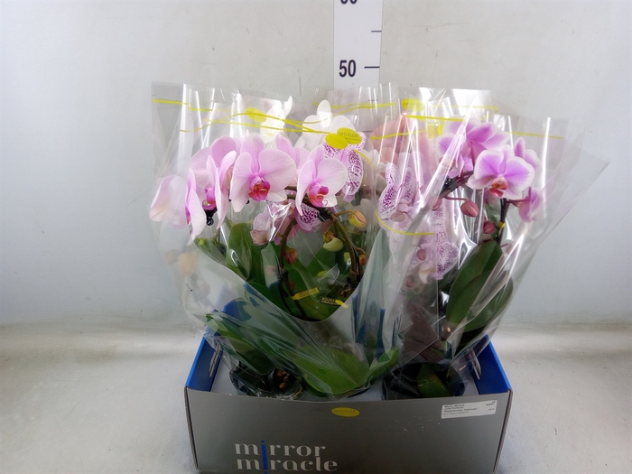<h4>Phalaenopsis   ...mix  3</h4>