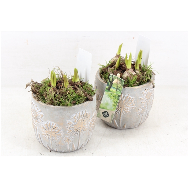 <h4>arr4 Muscari JS - Ker. pot flower 236/6</h4>