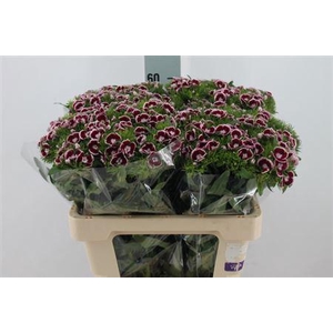 Di Barb King Bre X80