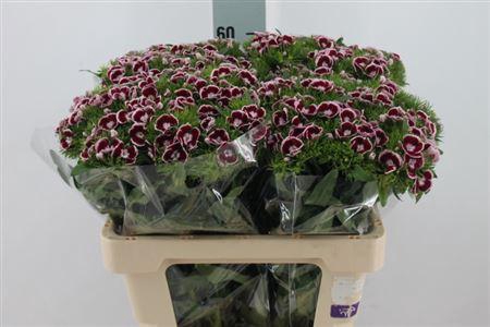 <h4>Di Barb King 55cm X50</h4>