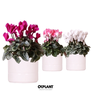 Cyclamen mix in Pastel pot white