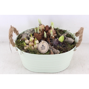 arr4 Bollenmix PL - Zink ovaal green