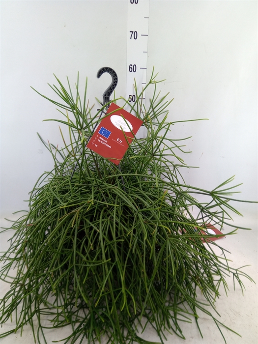 <h4>Rhipsalis   ...</h4>